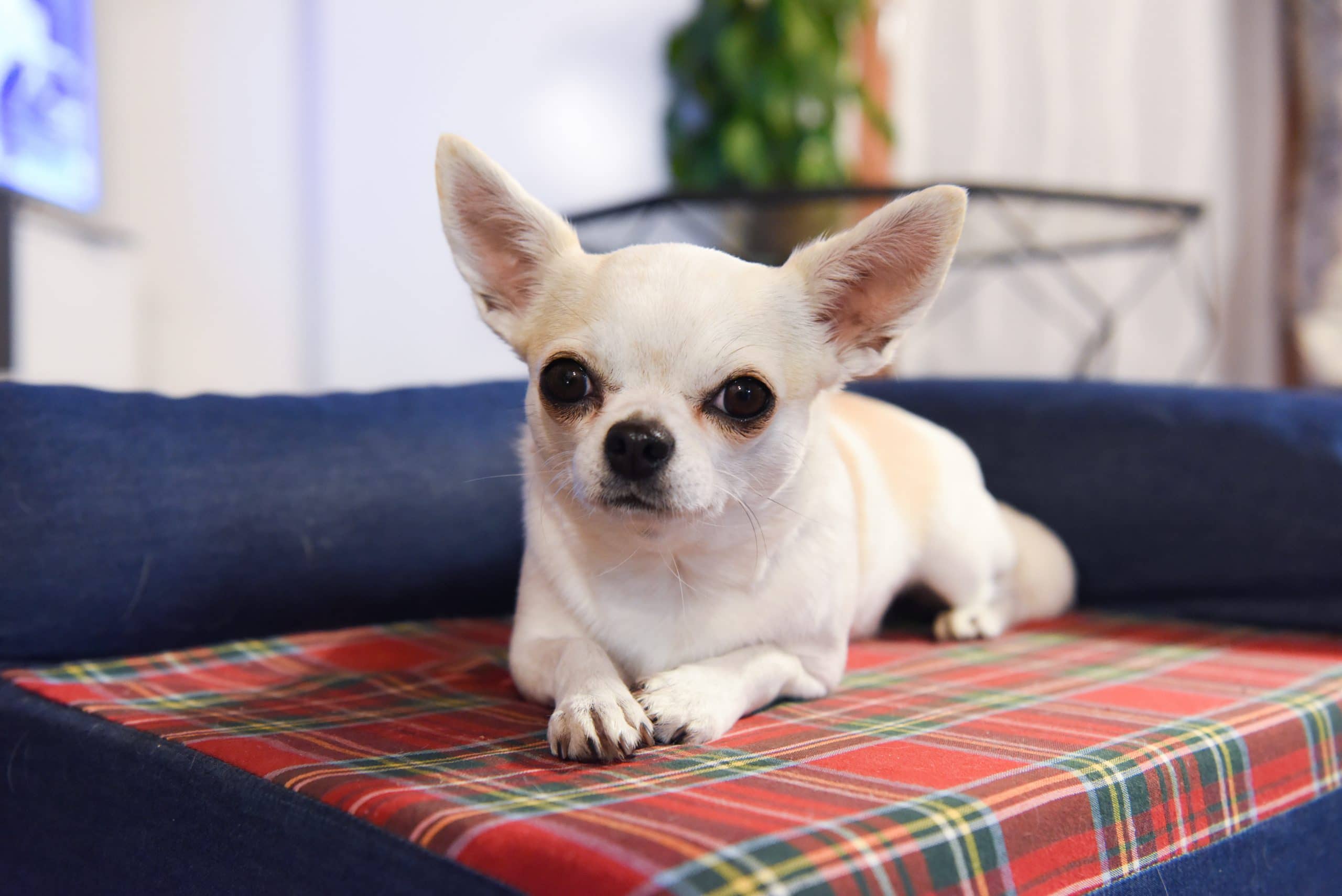 Commerce-Installation