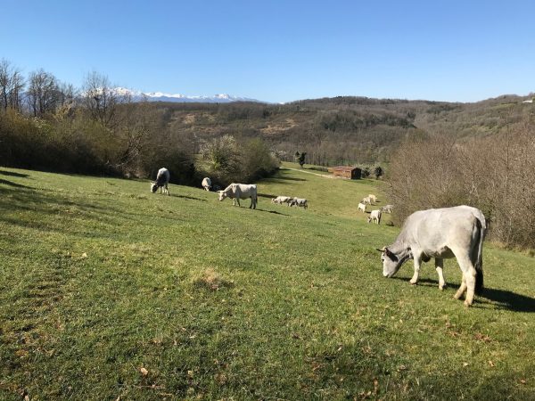 Camping à la ferme - Pyrénées - Domaine de La Besse