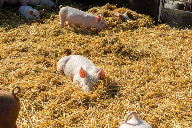 Ein Besuch bei der Schweineaufzucht der Rasse Duke of Berkshire