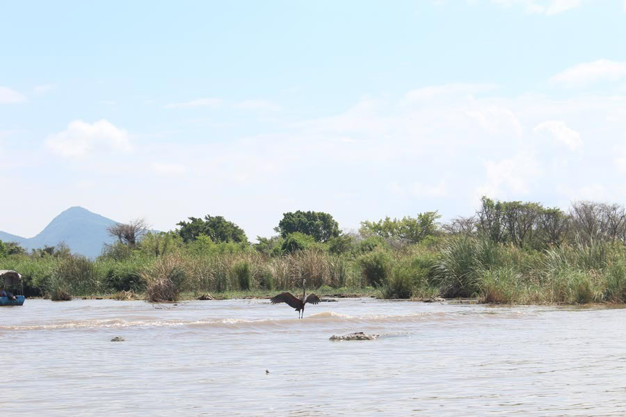 01_BIRD-WINGS-OPEN-CHAMO