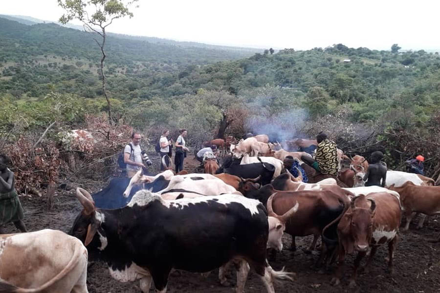 01_CATTLES-IN-WESTERN-ETHIOPIA