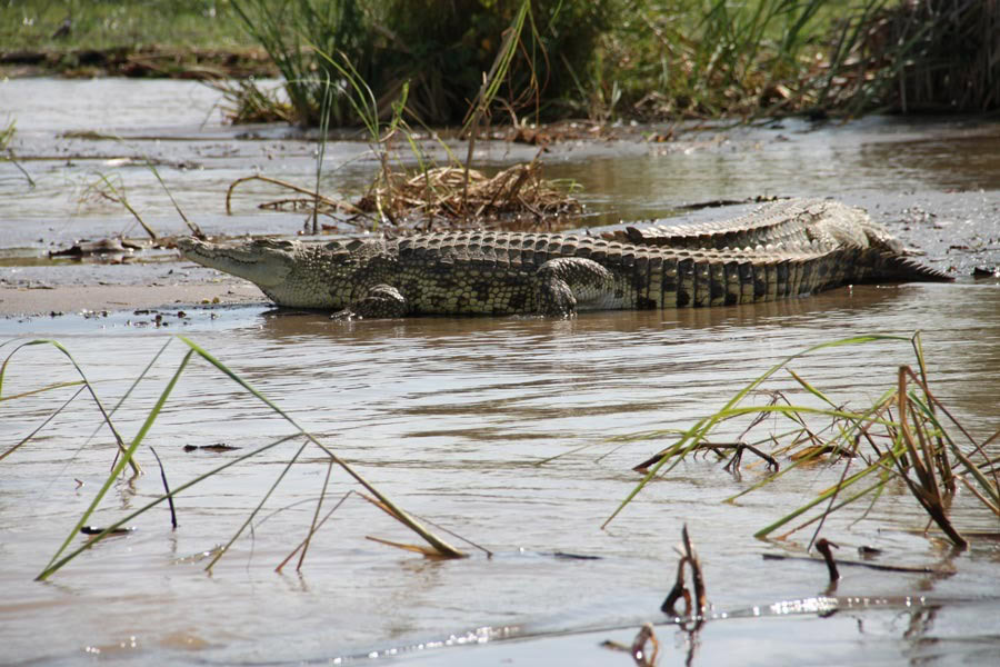 02_COCRODILES-CHAMO-2