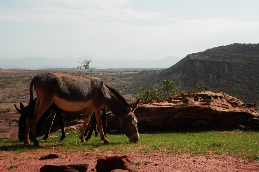 02_DONKEYS-IN-GUERALTA