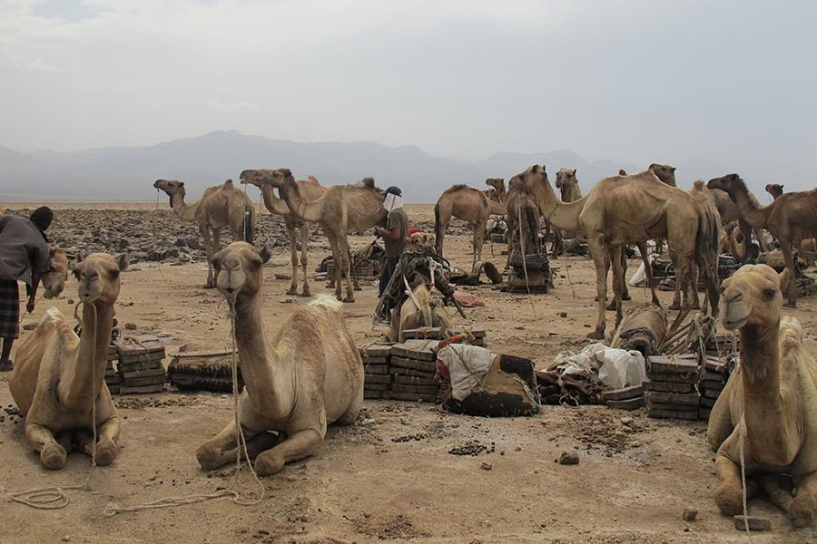 12_DANAKIL-CAMELS-2