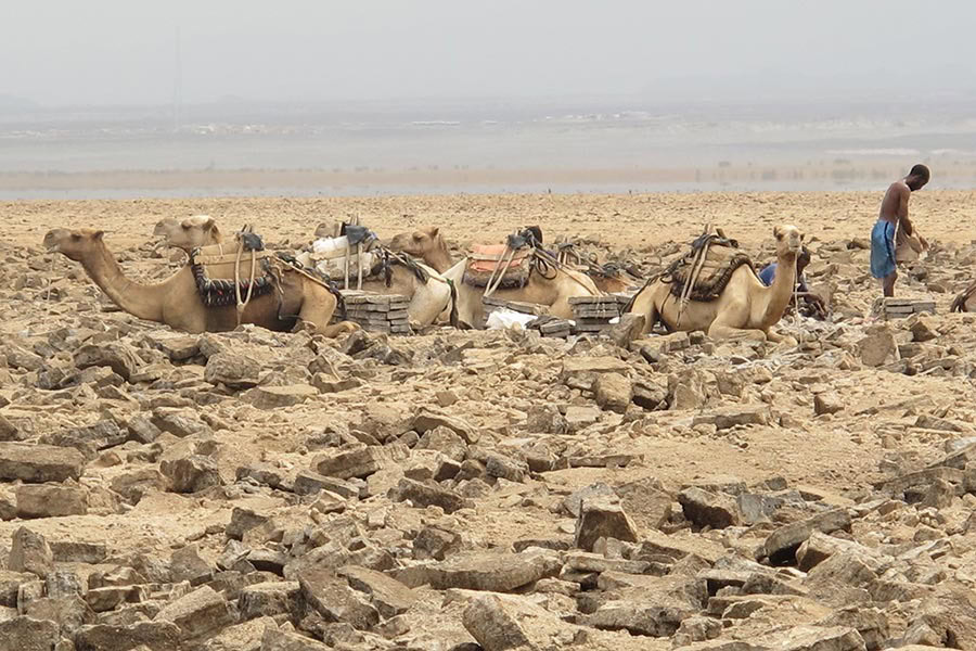 14_DANAKIL-CAMELS