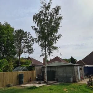 Arboriculture_1