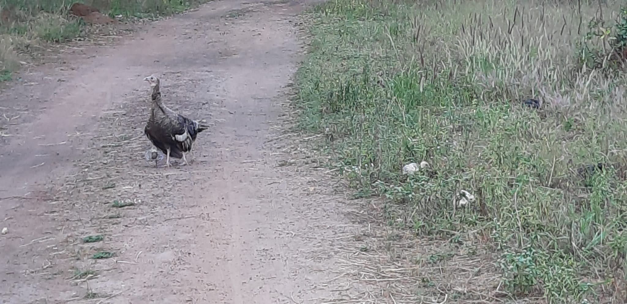 Huhn und Hahn