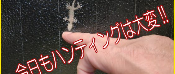 今日も晩ごはんの時間がやってきた。ハンティングは大変(^^)