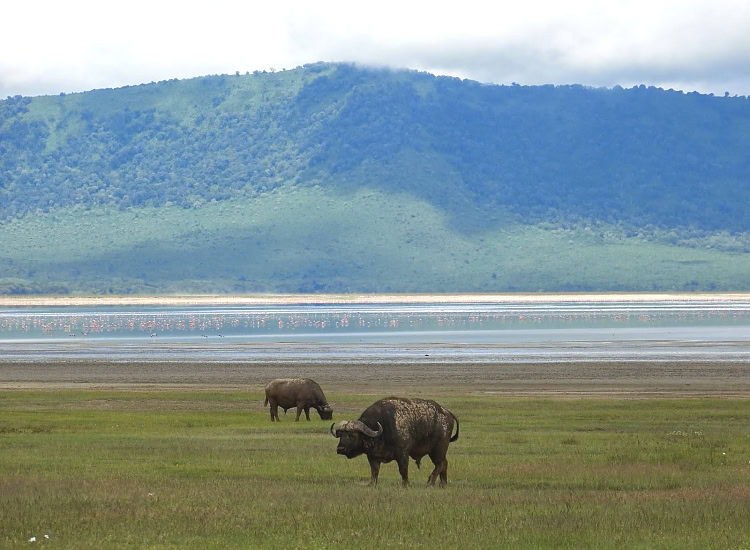 ngorongoro