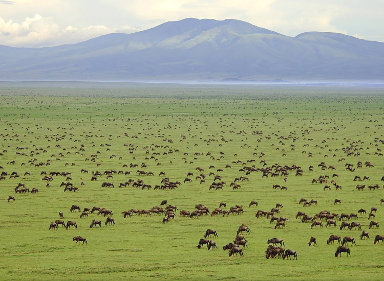 serengeti