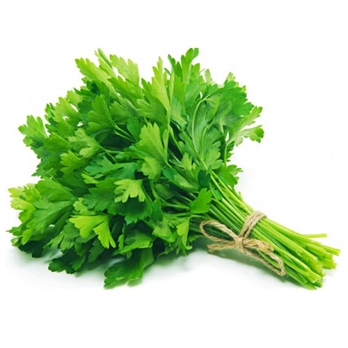 CORIANDER FRESH BUNCH