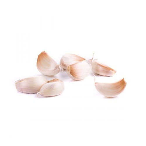 GARLIC BULBS PURPLE EA