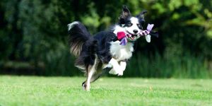 best wireless dog fence