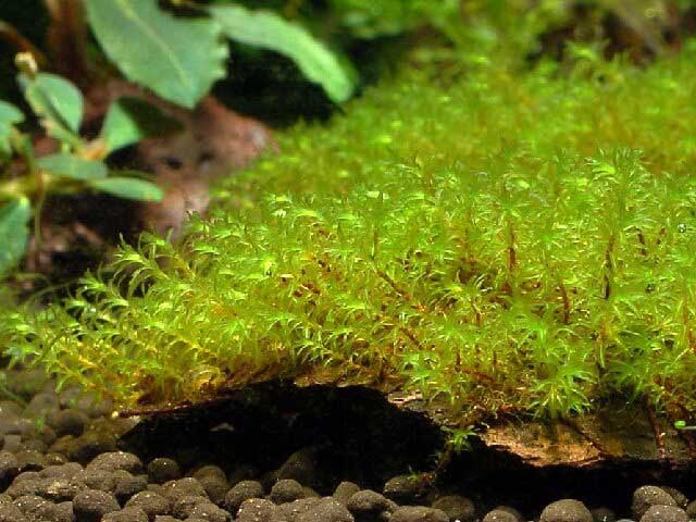 Barbula Moss