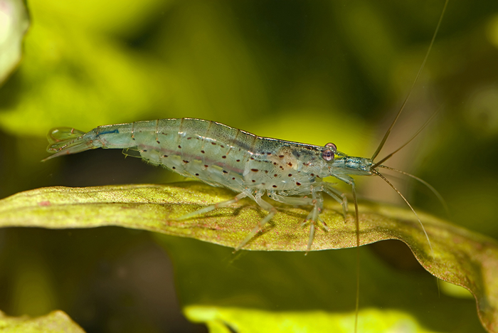 Amano Shrimp