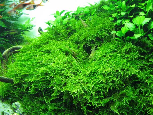 Christmas moss
