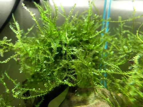 Peacock Aquarium Moss
