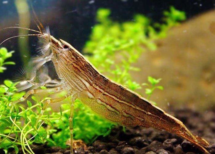 Bamboo Shrimp