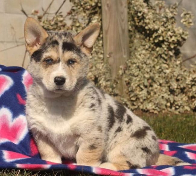 Horgi dog breed