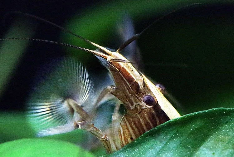 Bamboo Shrimp Care