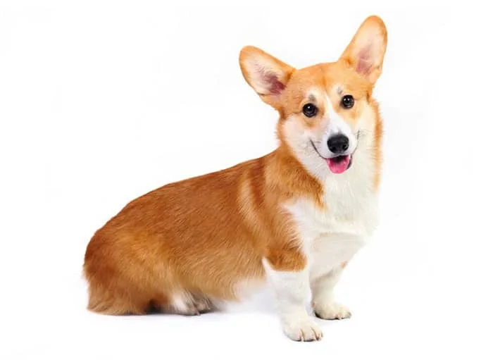 Corgi dog breed