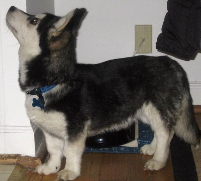 Corgi Husky mix breed