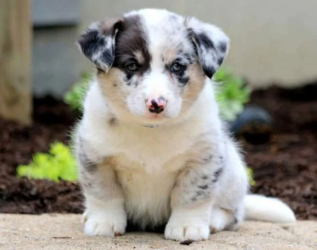 Corgi Husky mix
