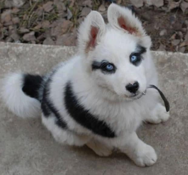 Corgi Husky mix puppy