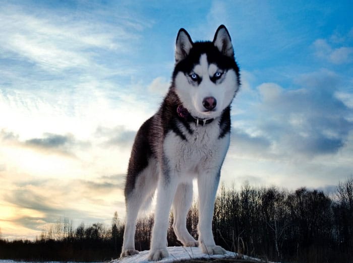 Husky dog