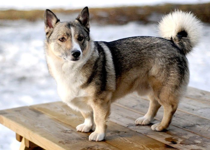 Husky Corgi Mix