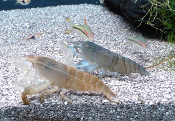 Vampire Shrimps in aquarium