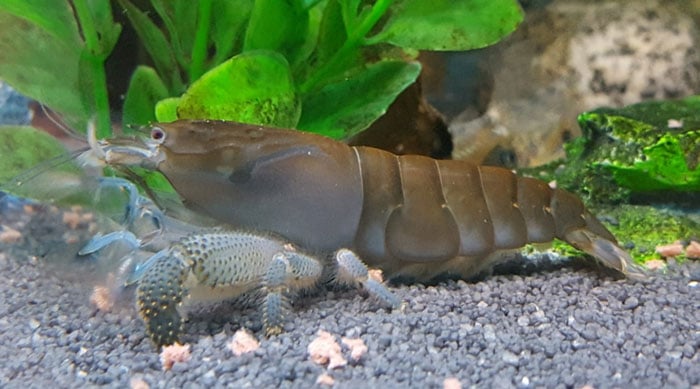Vampire Shrimp Food