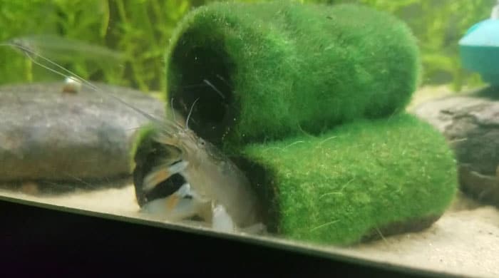 Aquascaping for vampire shrimp