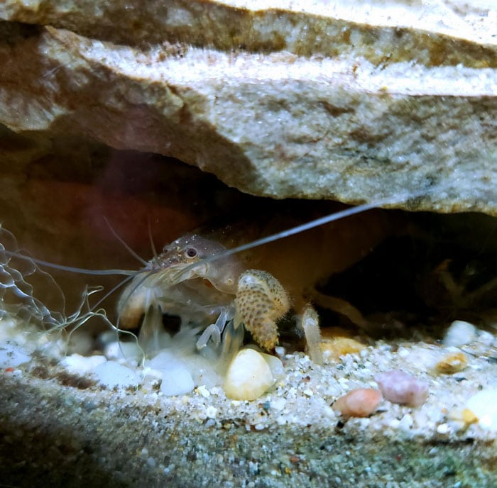 Vampire Shrimp