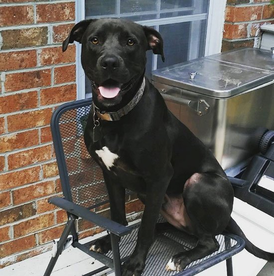 Black Great Dane Pitbull Mix