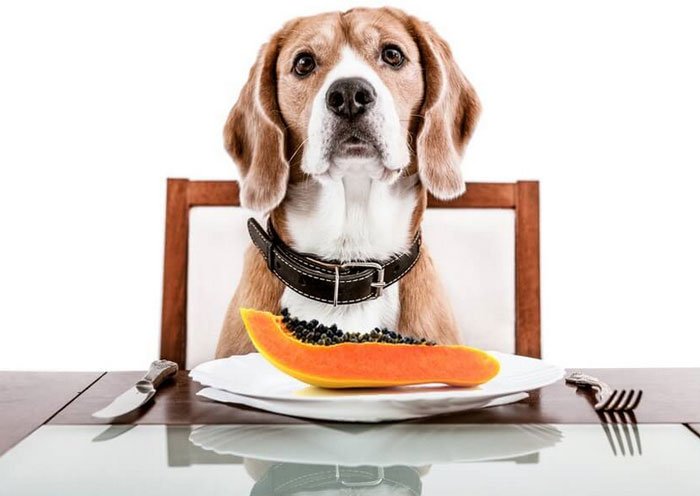 can dogs eat papaya?