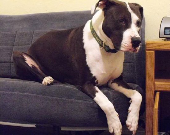 Great Danebull Mix