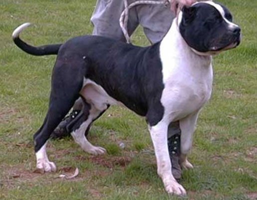 Great Dane Pitbull mix
