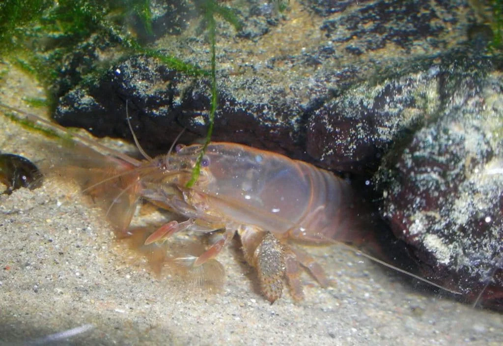 Vampire Shrimp