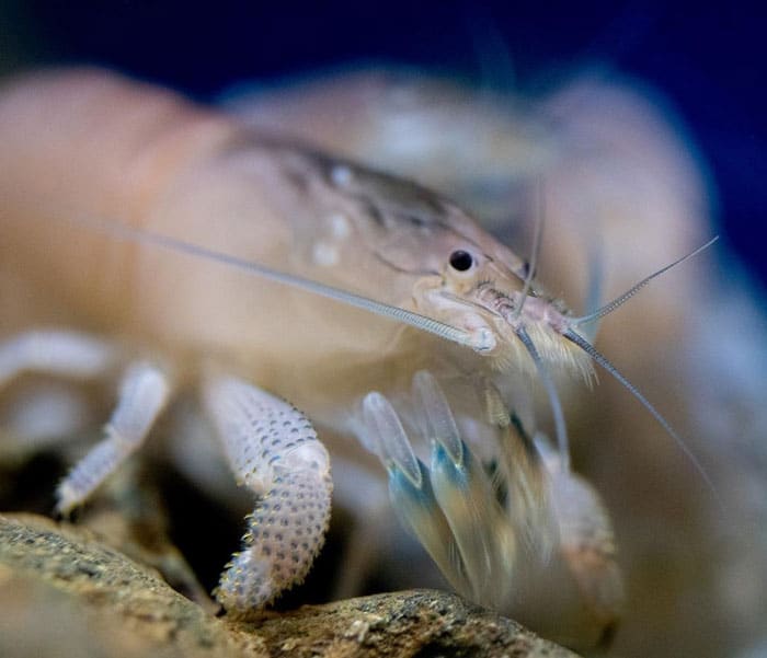 Vampire shrimp care