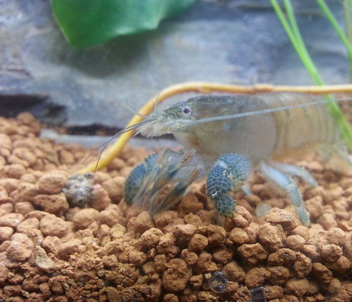 Vampire shrimp