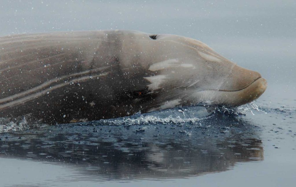 Cuviers beaked whale