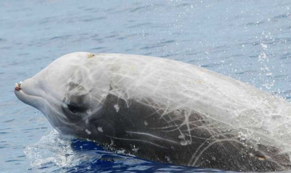 Beaked Whale