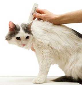 Sentry Fiproguard Plus for Cats