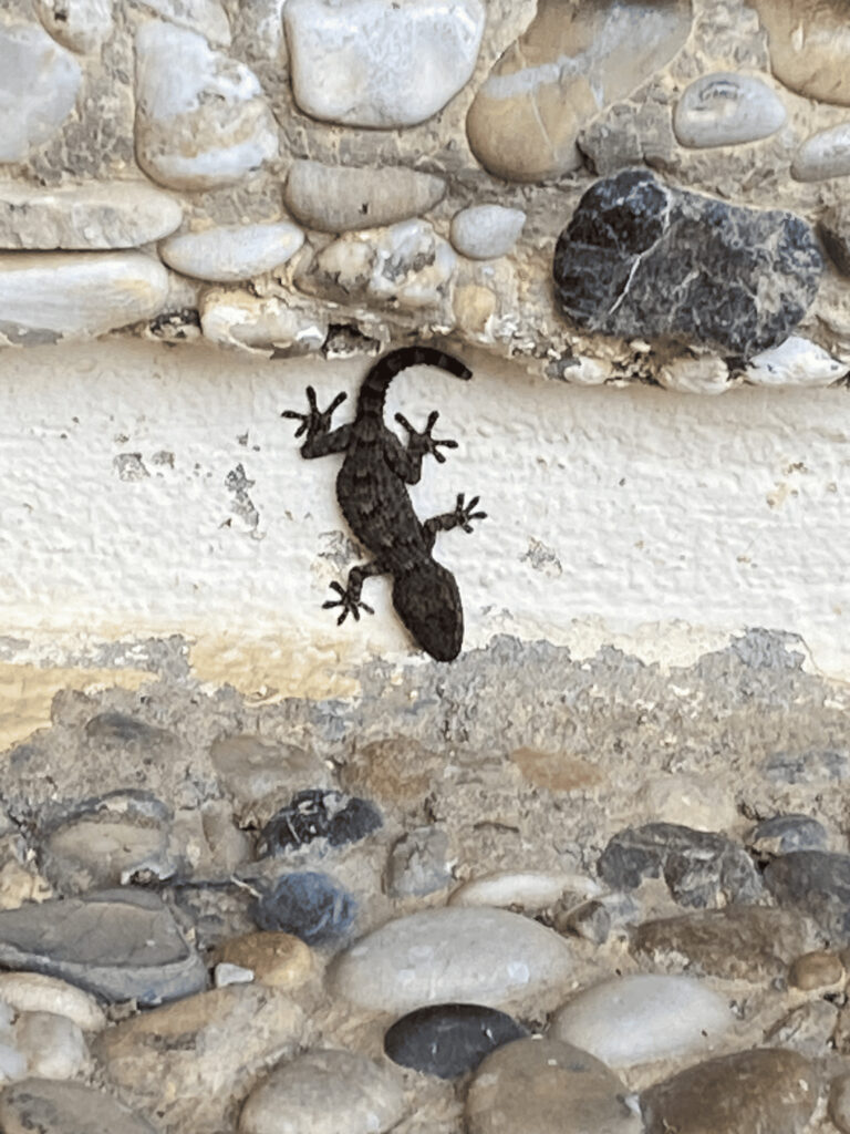 gecko
