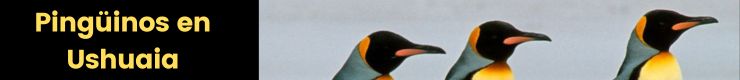 Pinguinos en Ushuaia-Banner