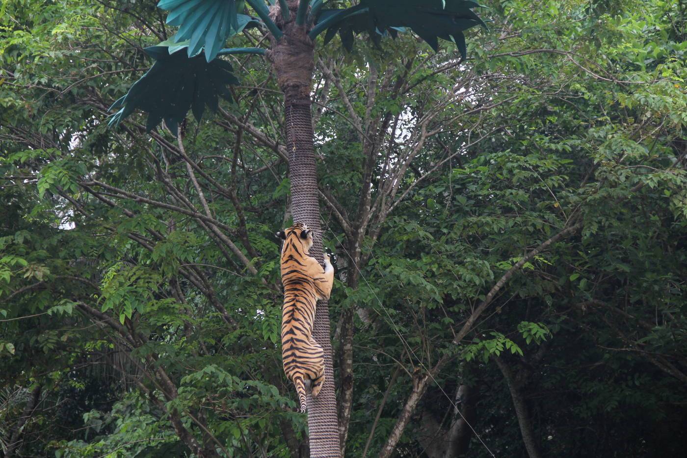 Mara River Safari Lodge Animal Show at Bali Safari