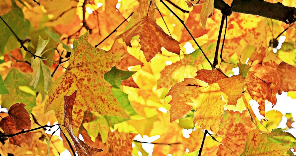 Our favourite things about Autumn & Winter Thumbnail