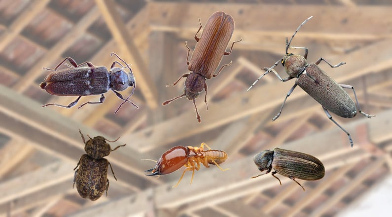 Traitement contre les insectes