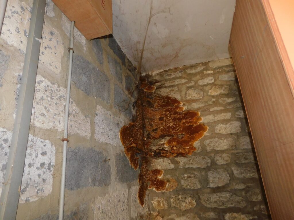 Communes et départements infestés par la mérule